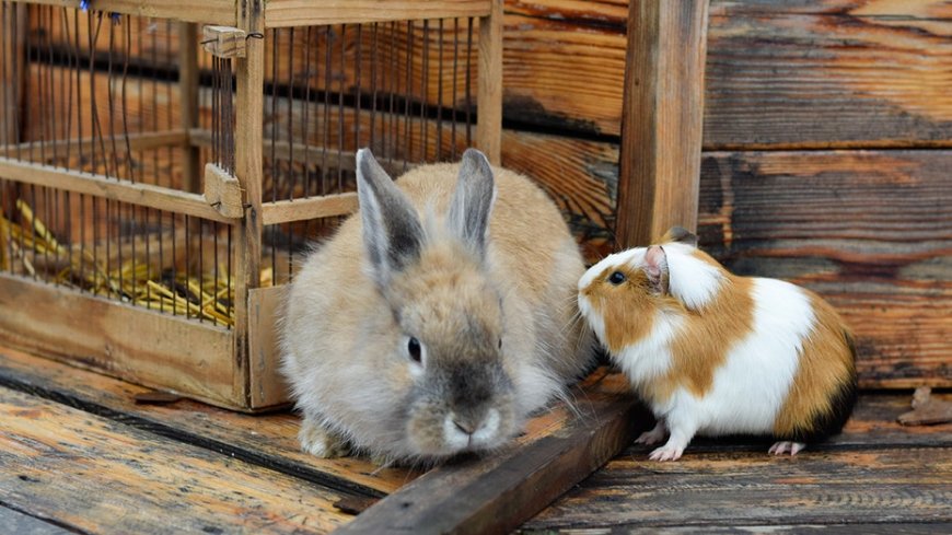 Would you donate pets for zoo to feed to its predators? Some say 'yes'