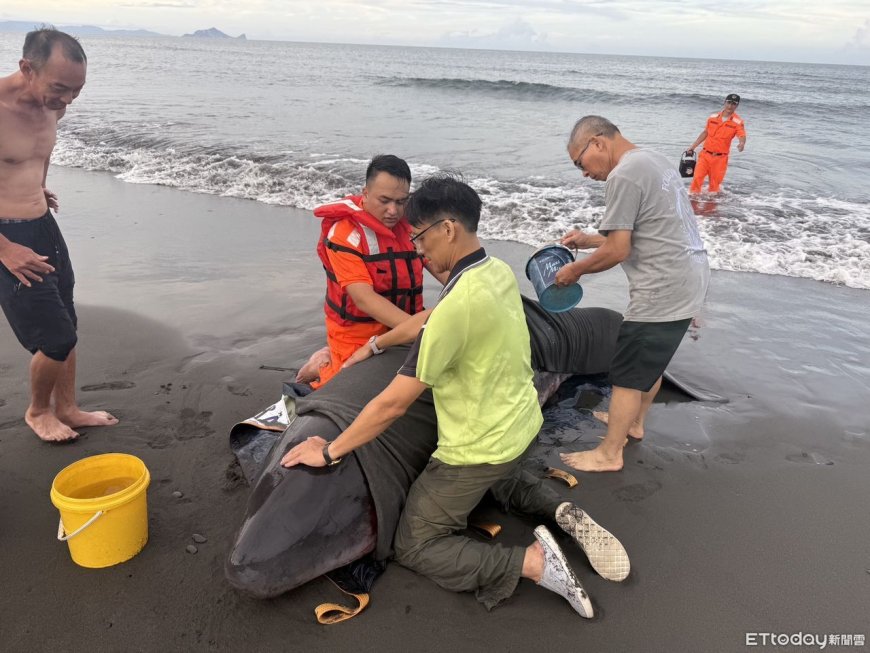 小抹香鯨母子遭鯊魚攻擊！擱淺蘇澳沙灘...傷勢嚴重人道處理