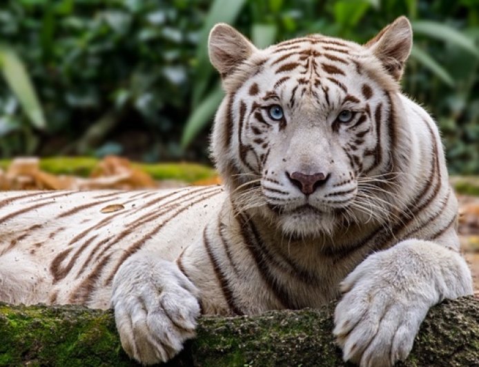 地方新闻精选 | 秦皇岛一动物园多名游客在猛兽区下车 娄底法院回应男子被判3次死刑才执行
