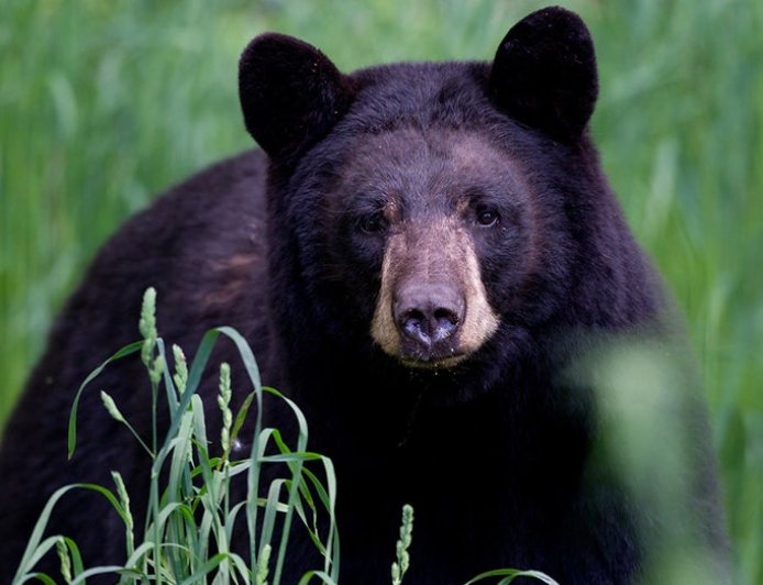 Arkansas man, 72, mauled by 70-pound bear, hospitalized with 'extensive' injuries