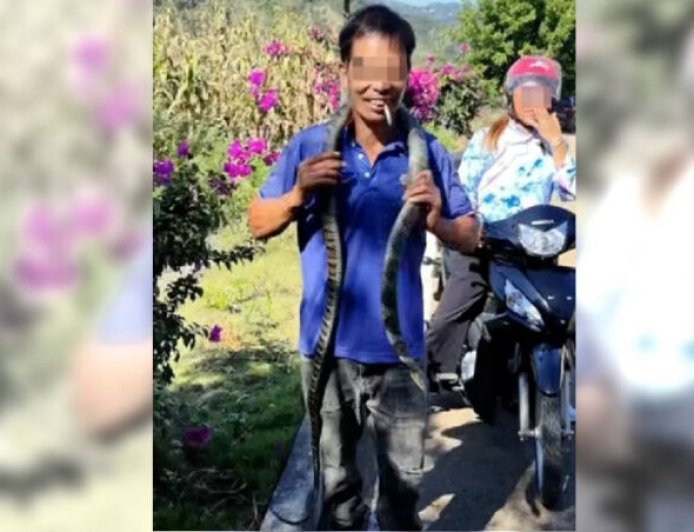 以為無毒！男子將「眼鏡王蛇」掛脖、鑽褲管遭咬...1小時後慘死