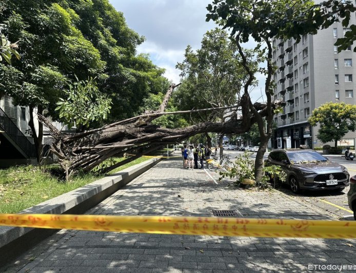 快訊／台中迪卡儂店前8米樹突倒塌！無風雨...車主停半小時中招
