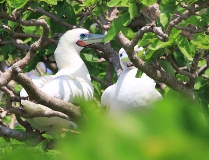 黄岩岛国家级自然保护区获批，范围和功能分区也定了