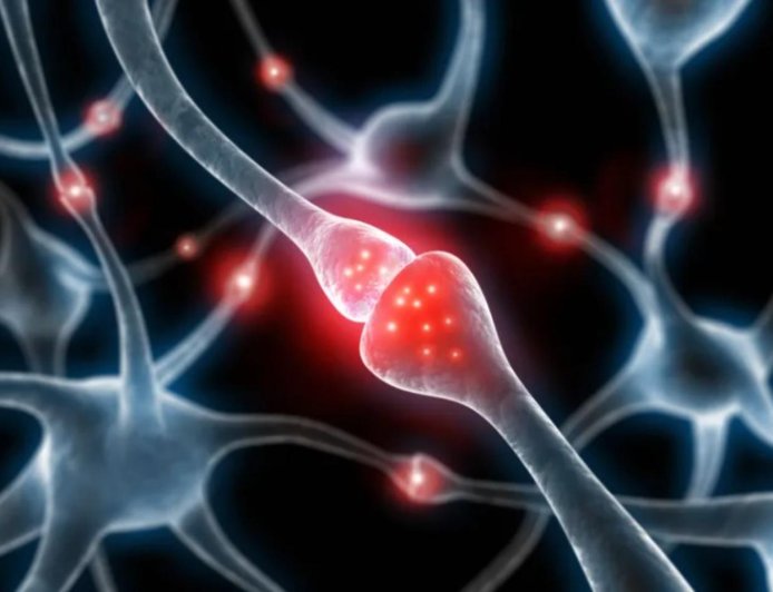 當神經元遇見真愛　突觸形成的奇妙旅程