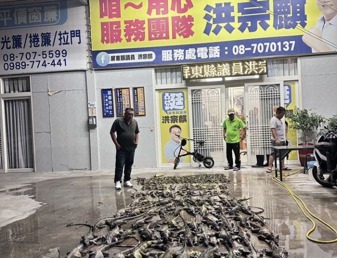 綠鬣蜥噴發！集體衝紅豆田吃Buffet　1夜逮140隻屏東農民崩潰　