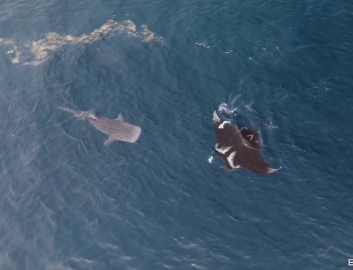 澎湖海域「鬼蝠魟同框鯨鯊」罕見畫面曝　牠纏繩掙扎志工急解救