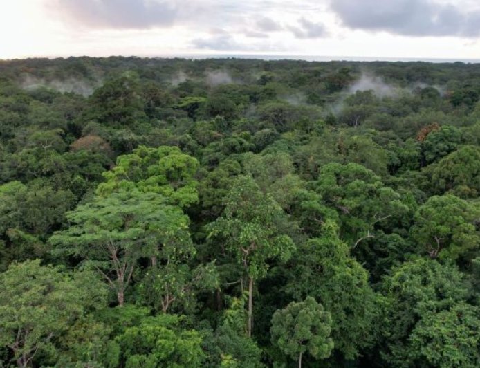 碳市场备受关注之际，非洲如何推进绿色转型？