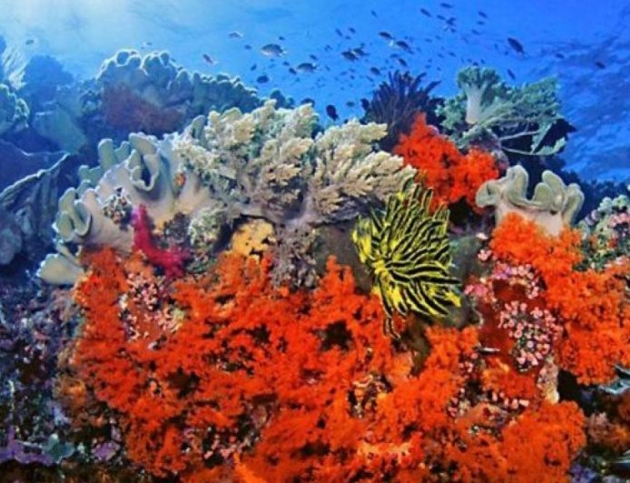 公海条约已通过批准门槛，将于明年一月生效