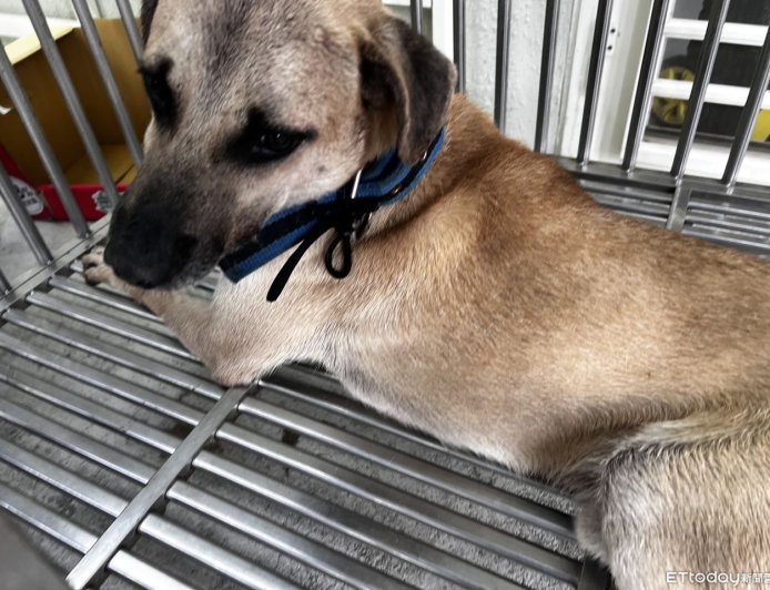 郵差斷指接回了!基隆恐怖惡犬「掃嘸晶片」 飼主至今神隱未現身