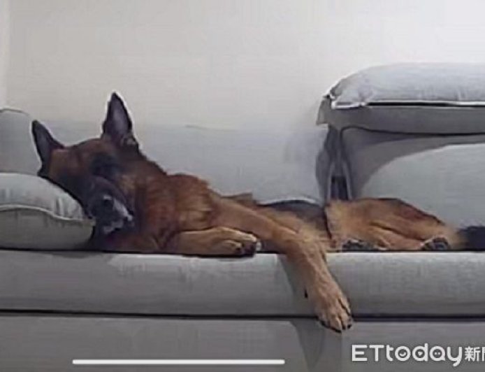 飼主買沙發「結果都狗在睡」　還猛挖軟墊擔任壓力測試員