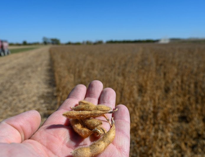 彻底丢掉最大出口市场，美国豆农被关税推向绝境