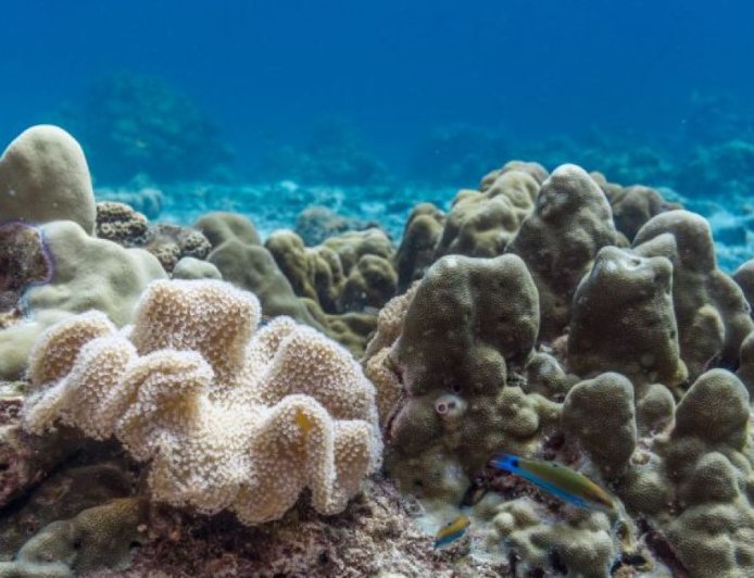 海洋pH值已达临界点