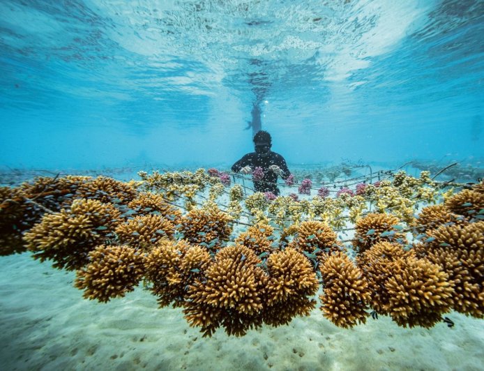 風Luxury／勞力士製錶與永續發展都當領頭羊　助「珊瑚媽媽」復育