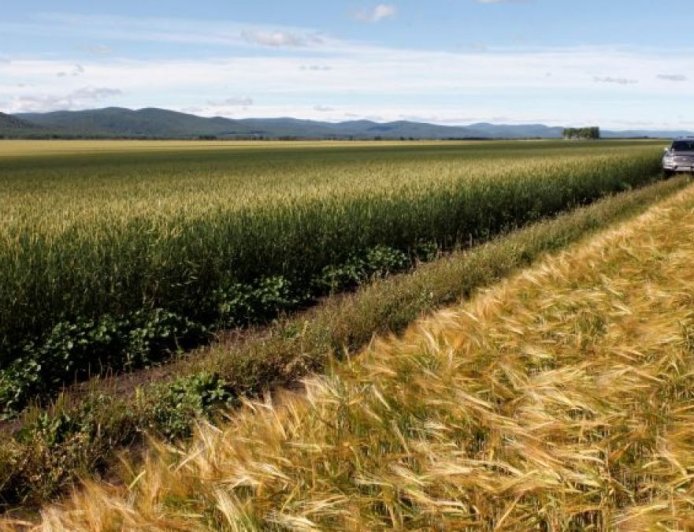 美俄争夺西非小麦市场