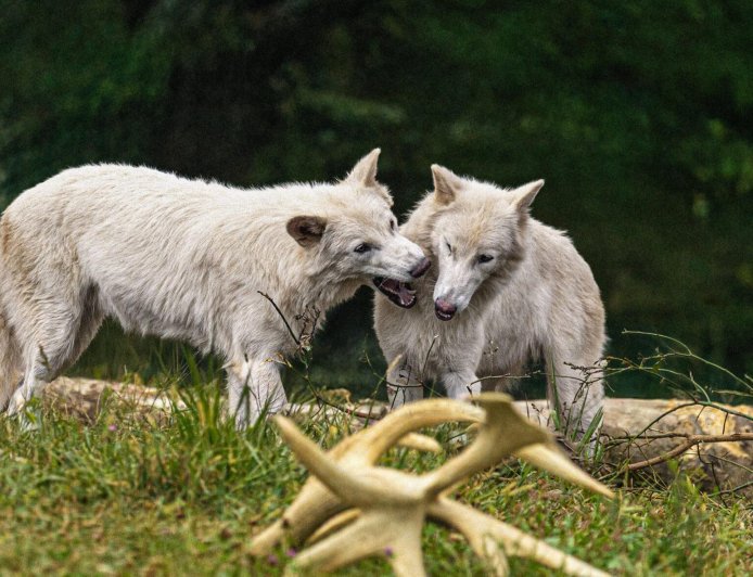 Colossal Throws Wild Birthday Party For Romulus And Remus The Dire Wolves