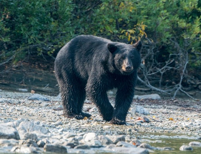 Man dies in likely bear attack at Arkansas campsite days after sending photos of animal to family
