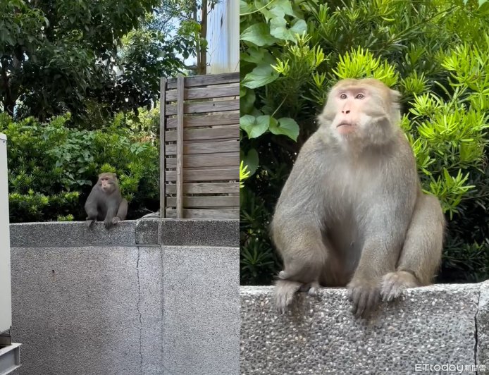 台灣獼猴悠閒逛內湖科學園區 目擊驚呼:牠肥嘟嘟的