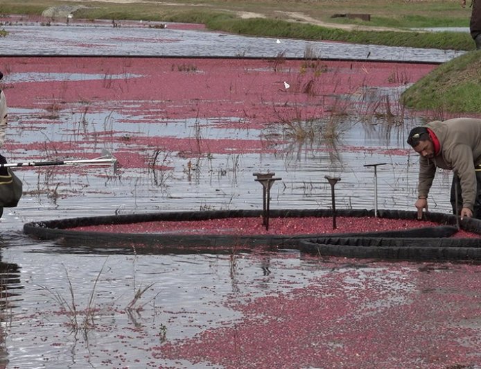 Rising production costs push cranberry farmers to retire bogs
