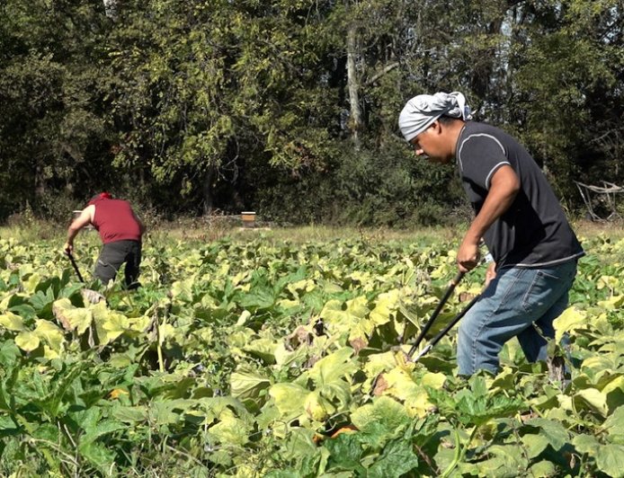 Drought conditions leave pumpkin farmers with empty fields and smaller crops