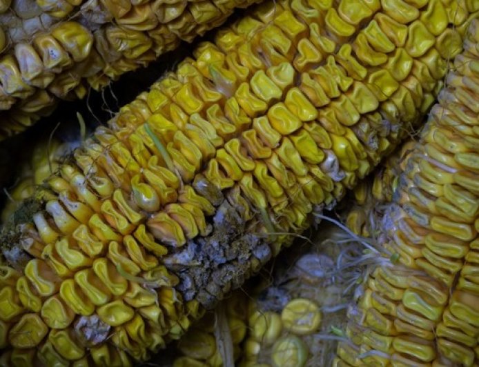 连阴雨致黄淮海秋收延迟，农户：成熟玉米出现霉变价跌