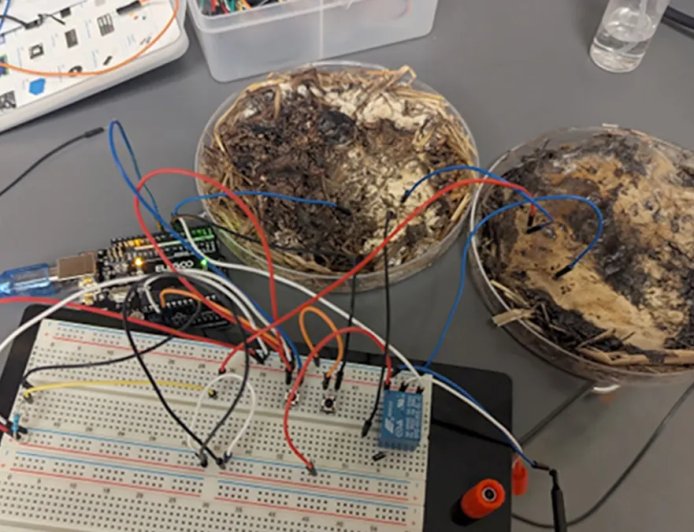 科学家利用香菇菌丝制造出新型忆阻器，抗辐射还能降解