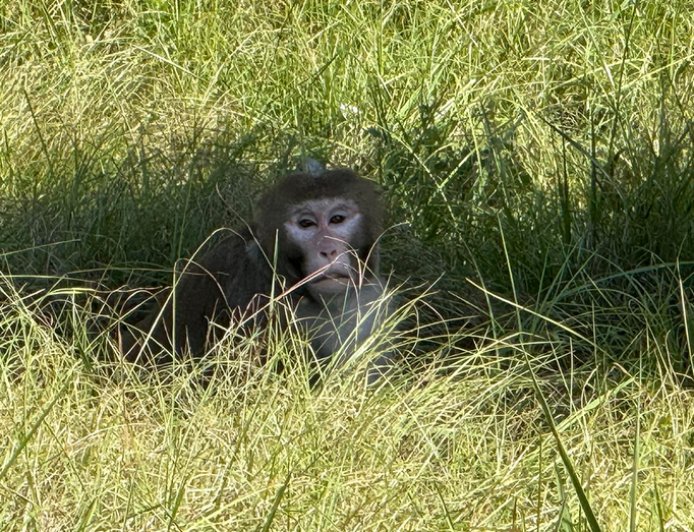 Escaped monkey captured by authorities days after truck crash flips vehicle in Mississippi