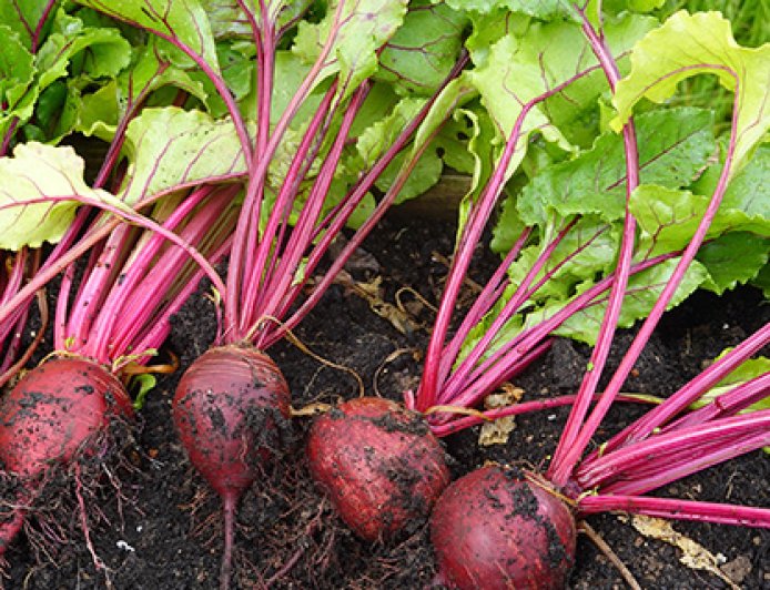 95%甜菜种子靠进口，战略物资白糖会被卡脖子吗？