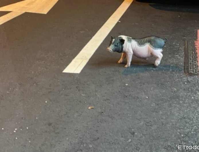 飼主慘了！太平寵物豬半夜逛大街　動保處：最重可罰100萬