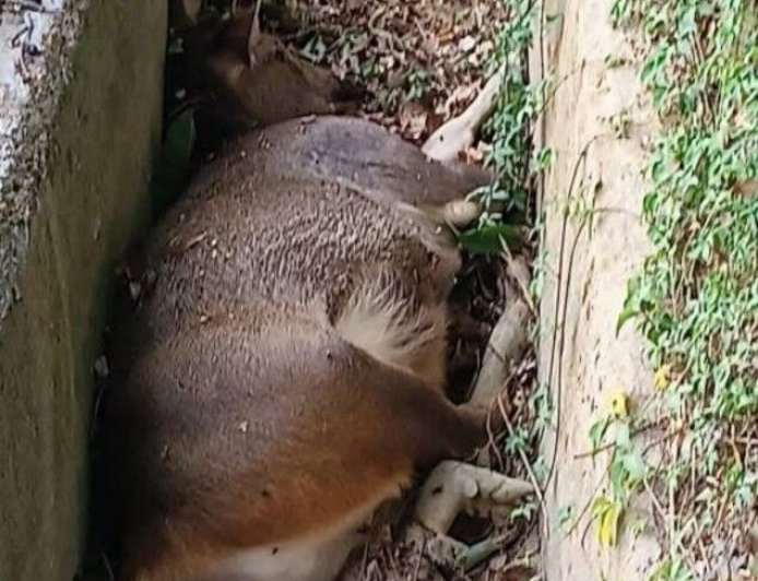 彰化二水驚見百公斤水鹿暴斃水溝　動防所：牛羊鹿不會感染豬瘟