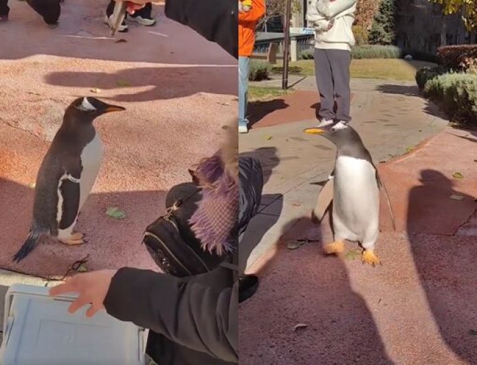這也能養？哈爾濱女子社區中庭「遛企鵝」　居民看傻圍觀