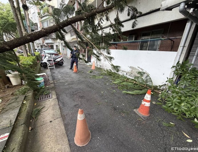 鳳凰颱風襲台！北投立農公園大樹遭強風吹斷　倒向民宅窗外