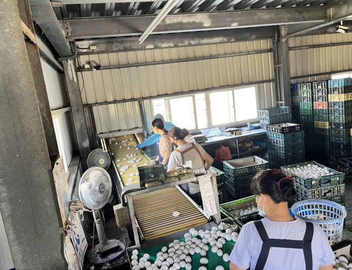 15萬顆芬普尼蛋「只追回2萬顆」　食藥署：消費者可能直接丟棄