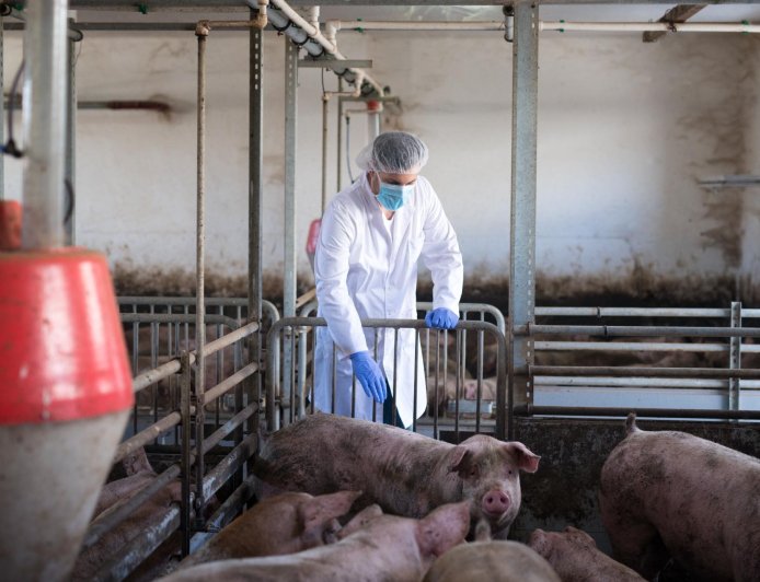 非洲豬瘟與廚餘處置何解？專家憂環保與防疫兩難　建議仿效日本EcoFeed集中化處理