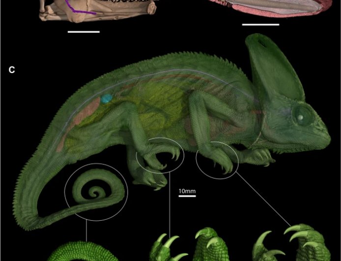 科学家破解变色龙两千年来 360° 视野秘密：“独立转动双眼”螺旋状视神经是关键
