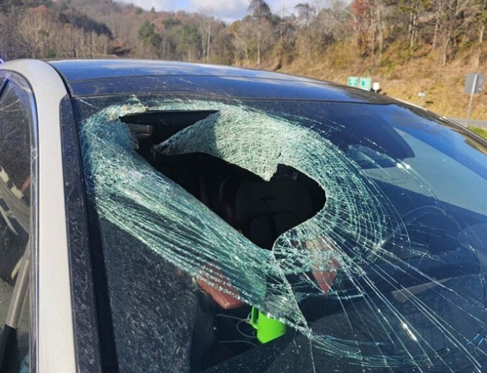 North Carolina driver says bald eagle dropped cat through her windshield: 'You may not believe me'