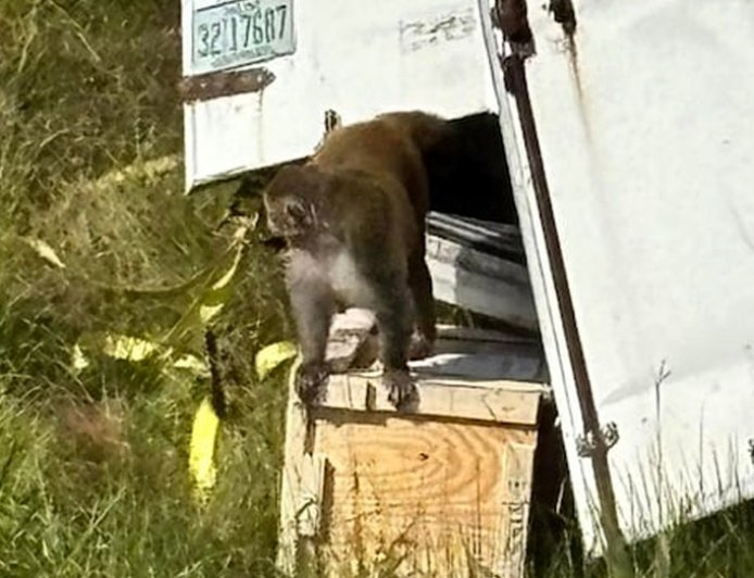 Forrest, the last escaped monkey from Mississippi highway crash, finds new life at New Jersey sanctuary