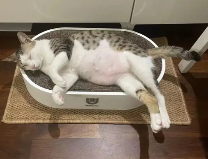 社區管理員巡樓發現「懷孕貓媽媽走失」　飼主尷尬認領：牠是公的