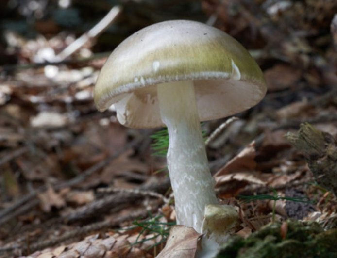 California health officials issue urgent warning to mushroom foragers after deadly poisoning outbreak