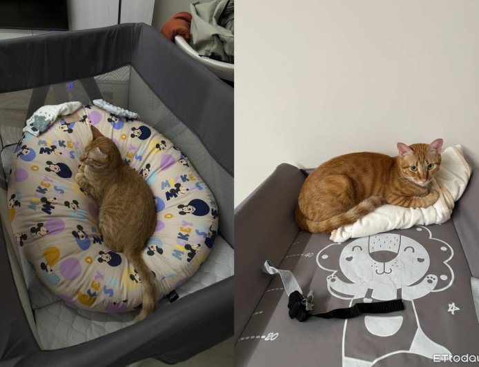 奴才買了好多窩都不睡！　橘貓只愛躺寶寶的床、玩嬰兒玩具