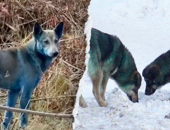 Expert reveals 'likely' reason behind Chernobyl’s mysterious blue dogs after viral photos