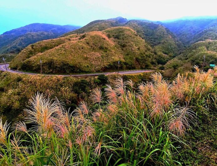 新北秋冬限定賞芒正當時　瑞芳三安揭開山城秘境魅力