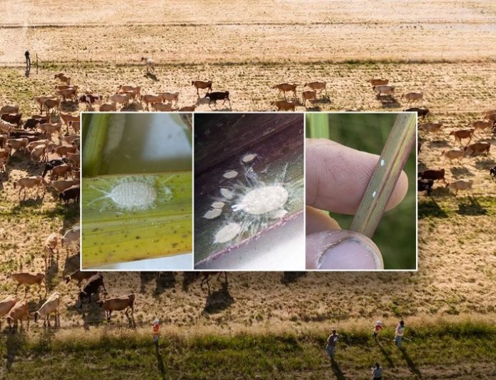 Invasive pest never before seen in North America threatens Texas food supply, officials warn