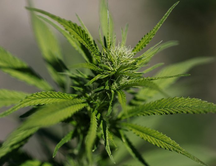 借“缉毒”打击委内瑞拉之际，白宫拟大幅放宽美国大麻限制