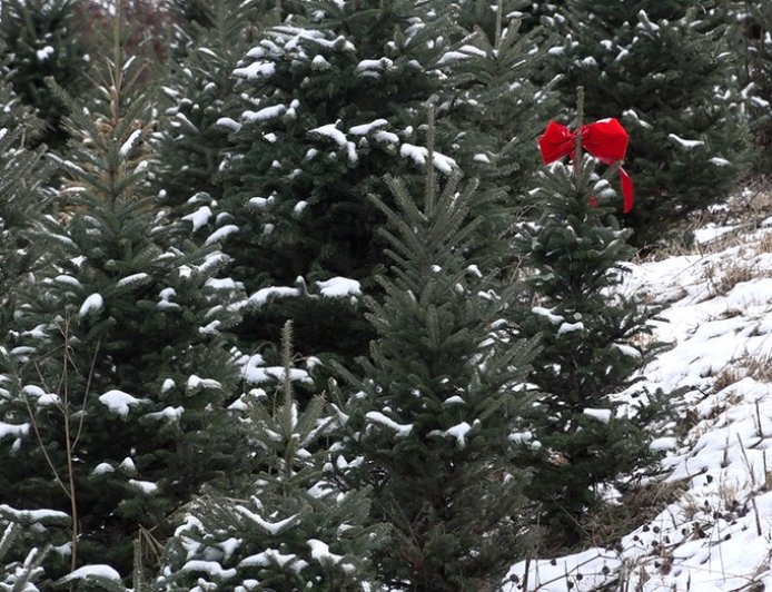 North Carolina Christmas tree farmers resurge a year after Helene's devastation