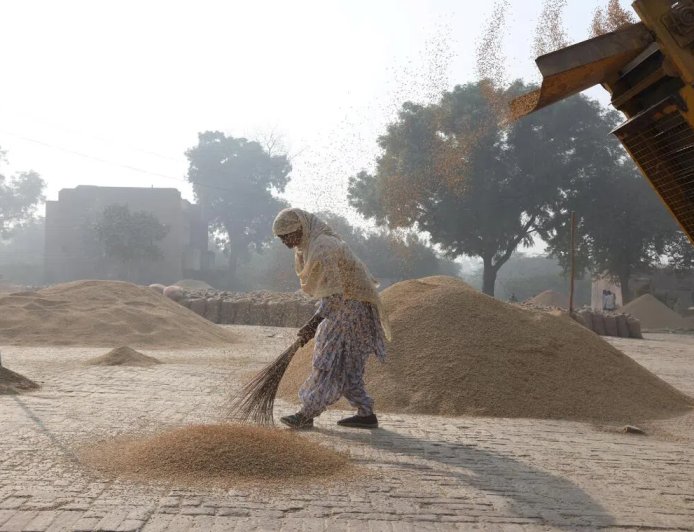 印度驳斥美国“倾销”大米指控 称出口多为高端香米