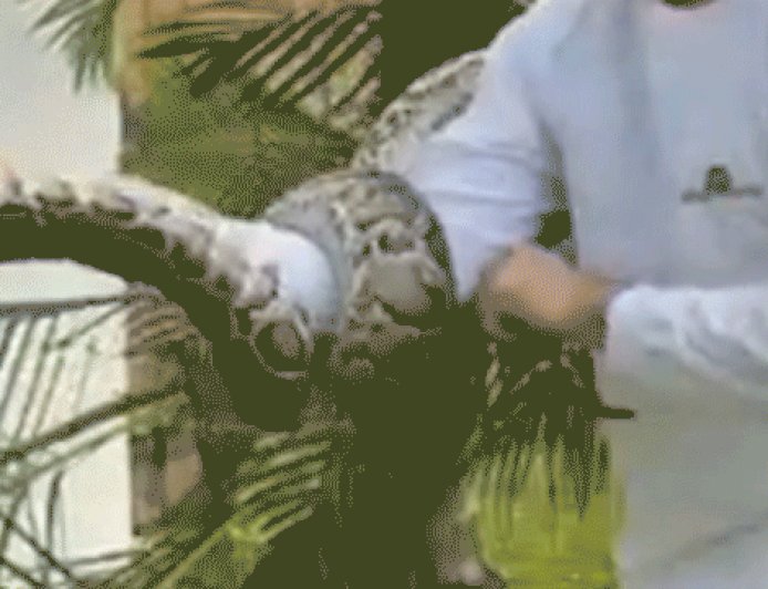 Large Burmese python on video getting pulled from Florida neighborhood tree: 'It was pretty dangerous’