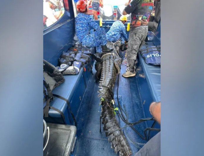 马国沙巴惊见13尺长巨鳄 三执法单位与村民联手擒捕