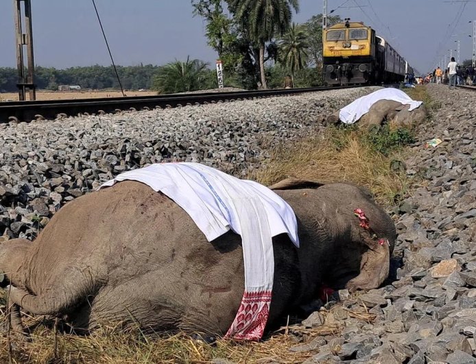 印度客运列车撞上象群 造成七头大象死亡一头大象受伤