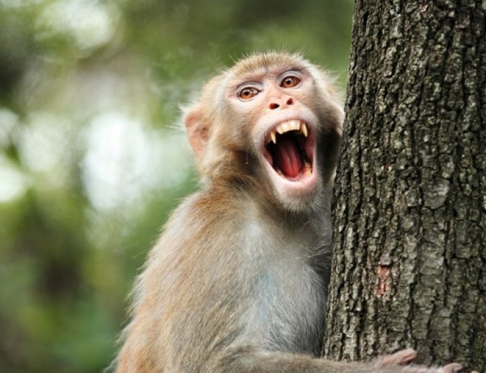 生态环境法典草案聚焦“人兽冲突”：紧急情况造成野生动物损害不担责