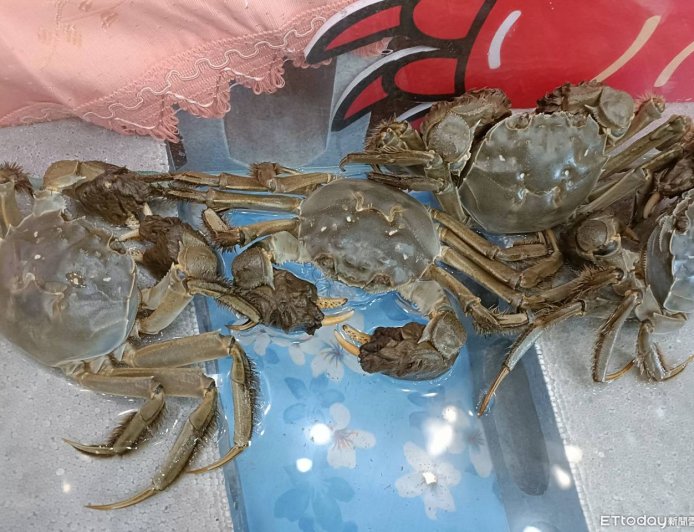 大閘蟹退燒！　養殖戶虧10年「100萬隻剩30萬」